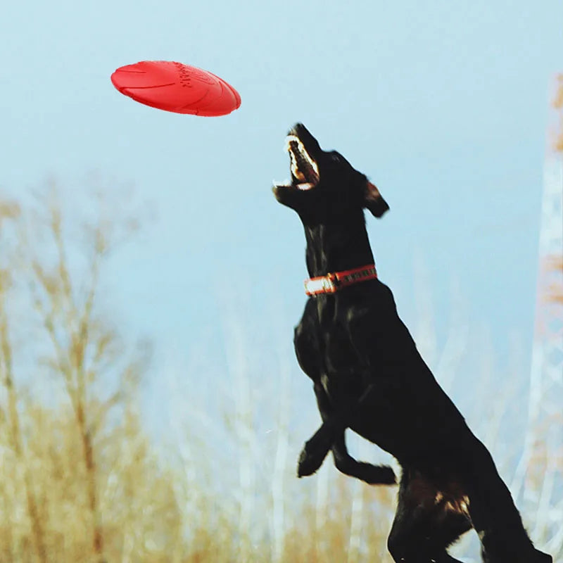 Hund fängt roten hundespielzeug frisbee