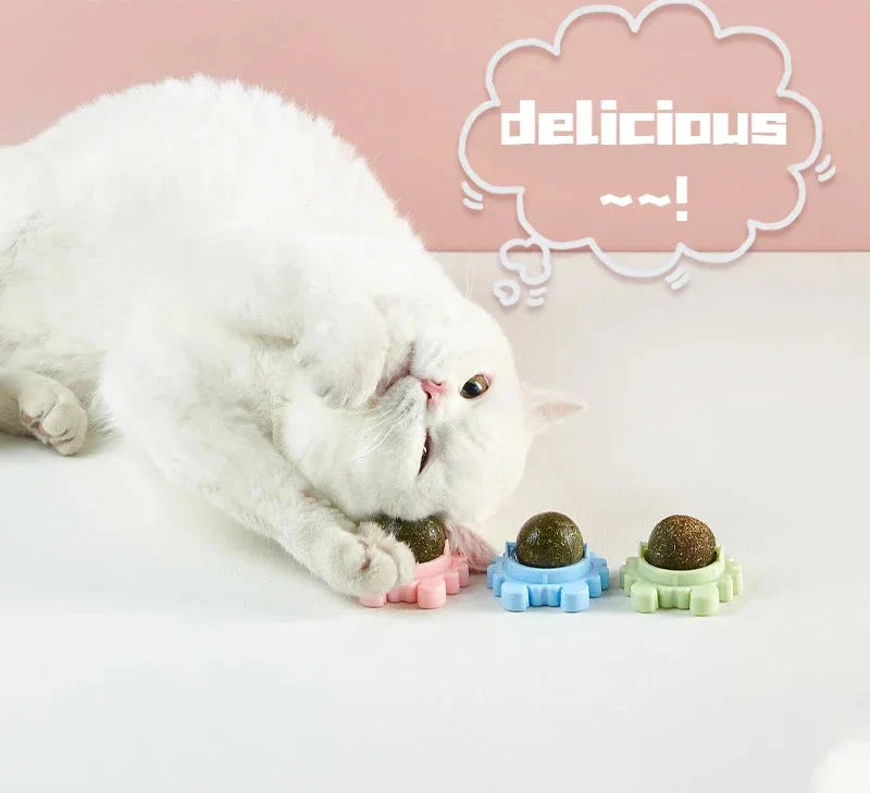 Katzenminze Ball im Einsatz – Katze spielt aktiv